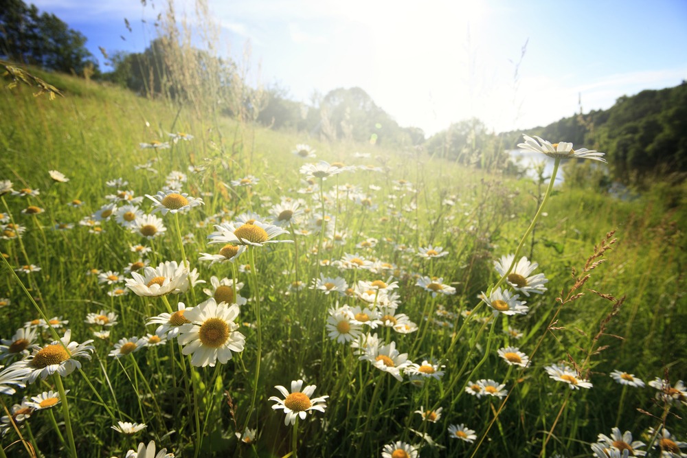 Welcome Spring!